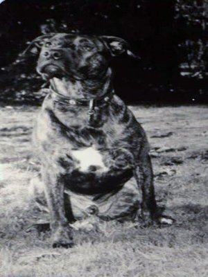 cover image of Willow. Mein Leben als Hund
